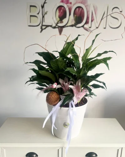 Peace Lilly Blooming Plant - in Destin, FL thumbnail 2