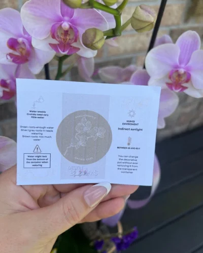 Blooming Orchid - in Destin, FL thumbnail 3