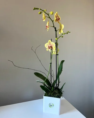 Blooming Orchid - in Destin, FL thumbnail 4